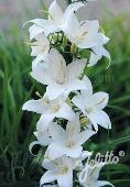 Campanula pyramidalis 'Alba'